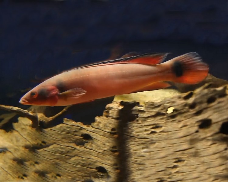 Super Red Atabapo Pike Cichlid ~ 25-30cm